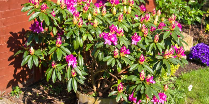 Growing Rhododendrons In Pots - Choosing, Planting & Care
