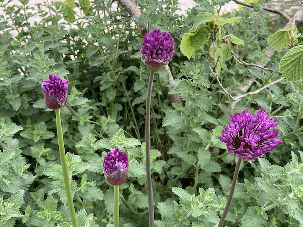 How to care for alliums
