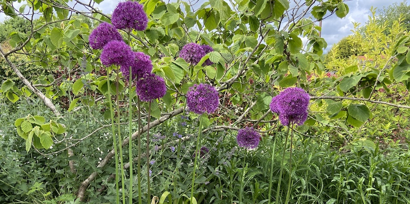 In this guide you will learn how to propagate alliums by division and how to sow seeds and get new cultivars.