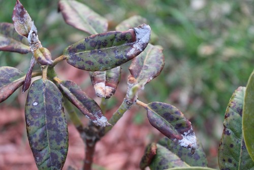 Rhododendron diseases stems that need pruningoff