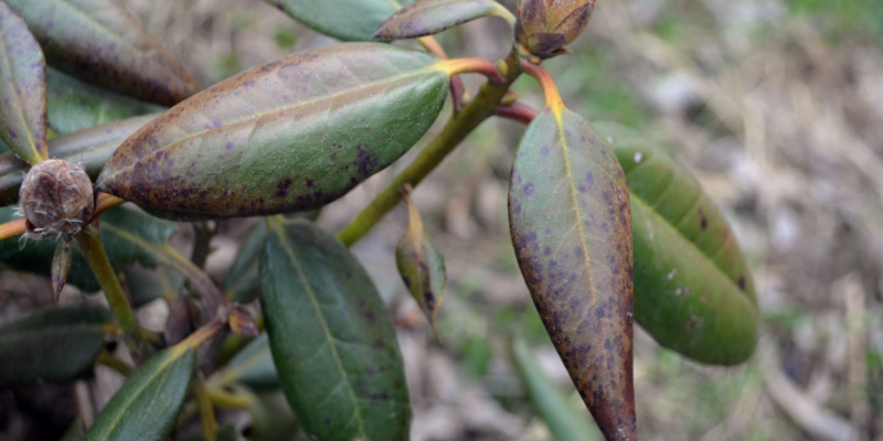 In this guide, I discuss some of the many Rhododendron pests and diseases that attack them including mildew as well as leaf hoppers that spread bud blast disease