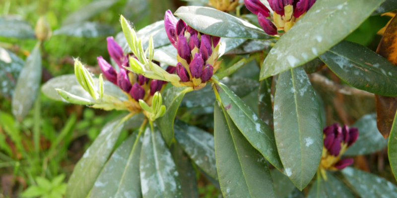 Rhododendrons are sometimes effected by powdery mildew but its not always easy to identify.
