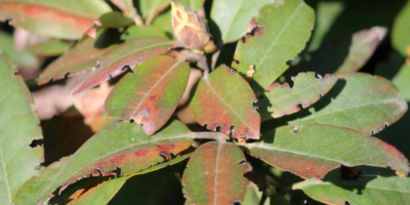 What's eating my rhododendron leaves and buds?