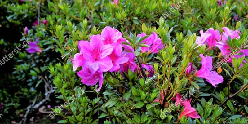 In this guide, I will show you how to prune azaleas and more importantly when to prune them to ensure you don't remove next years flower buds