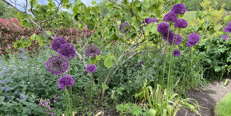 There are many reasons why alliums sometimes fail to flower which include, planted too deep, small bulbs, not enough sun, Allium leaf miner.