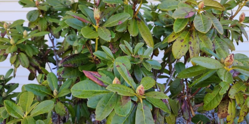 Learn possible why your rhododendron buds might be falling off which includes lack of water, bud blast and even vine weevils.