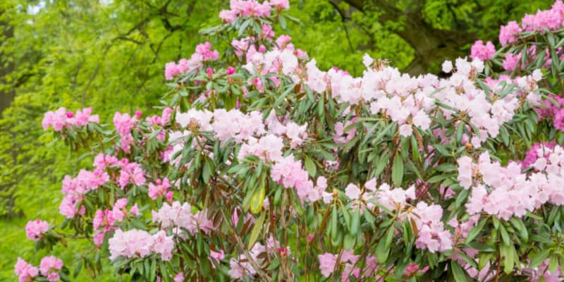 Why are the leaves on my azalea drooping?