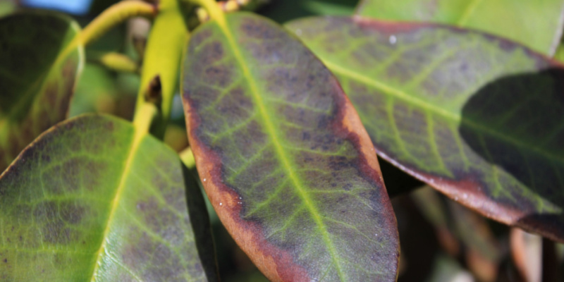 In this guide, I talk about why rhododendrons sometimes get brown leaves also known as leaf scorch. Usually caused by environmental issues