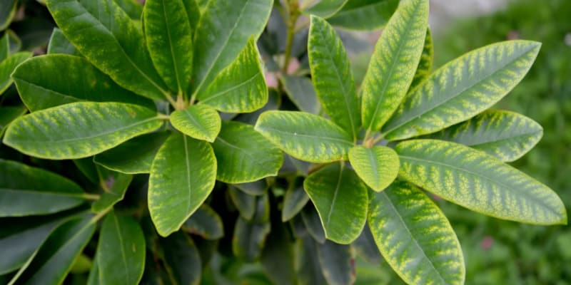 Why is my rhododendron leaves turning yellow