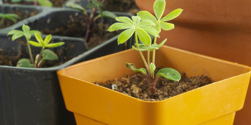 Many people often see my stunning lupins and ask if Lupins are perennial or annuals. The short answer is perennials, but I do grow some tender ones I treat as annuals.