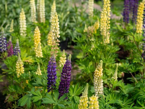 Stunning lupins growing in borders