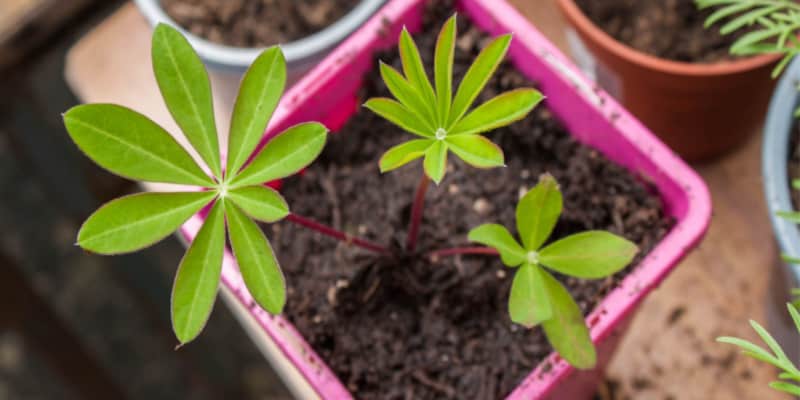 Follow my sFollow my step by step guide and learn about propagating lupins by taking basal cuttings. Take cutting in March - April taking cutting from ground level.tep by step guide and lean about propagating lupins by taking basal cuttings. Take cutting in March - April taking cutting from ground level.