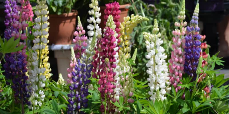 Learn how to grow lupins from choosing the right positions, pruning for a second flush of flowers and what to do about pests and mildew.