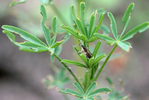 Insect damage on lupin from slugs
