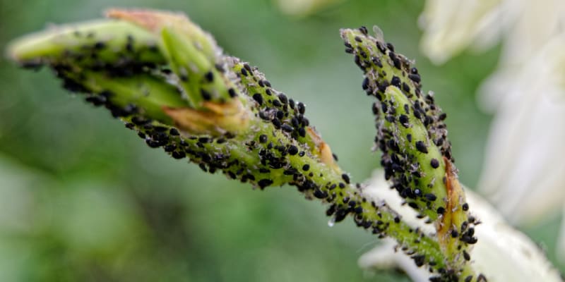 I look at the main lupin pest and diseases including lupin aphids, mildew, root rot, slugs and how to prevent and treat