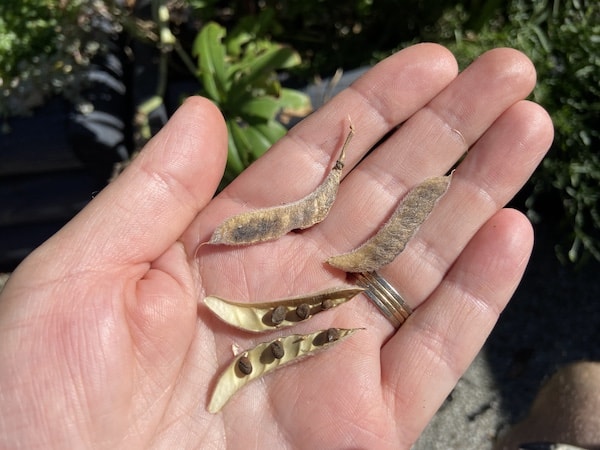 lupin seeds you can collect after flowering to grow new lupins in spring from seed