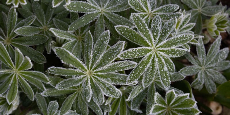 Learn about Lupin winter care, what to do with lupins over winter and how to protect lupins in pots over winter