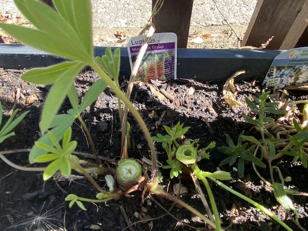 the main lupin stems are pruned back after flowering to encourage new growth and a second flush of flowers