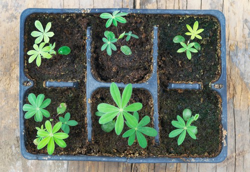 Lupins grown from seed in bedding trays with individual cells