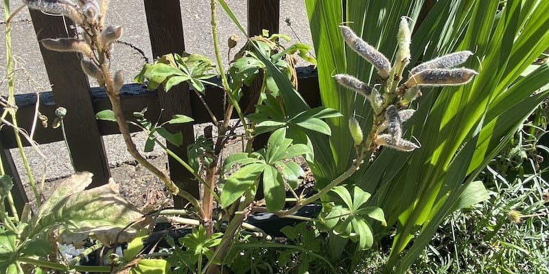 After flowers you can cut lupins back and you will get a second flush of flowers. You can also collect the weed pods and cut back hard for winter