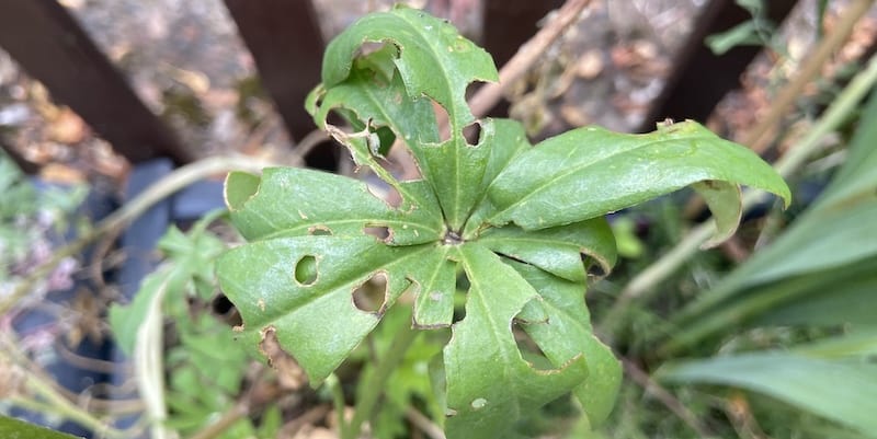 Lupins are generally problem free but the two most common pests that eat Lupins are slugs/snails and lupin aphids. Learn how to identify and control them
