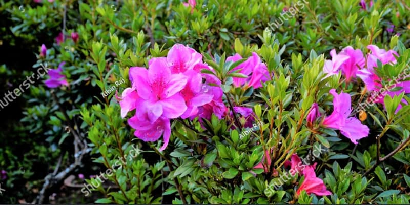 Azalea's can benefit from a feed in spring and again as the flowers fade. If you have acidic soil then a balanced fertiliser is fine but i recommend using a feed for rhododendrons or camellias.