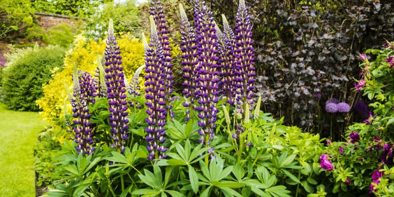 Why you shouldn't divide and split lupins and what to do instead