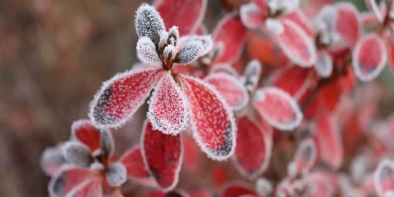how to overwinter azaleas to protect them from cold winters and frost