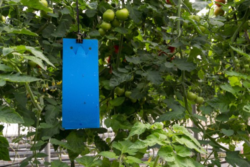 Adhesive blue trap for thrips in a tomato crop