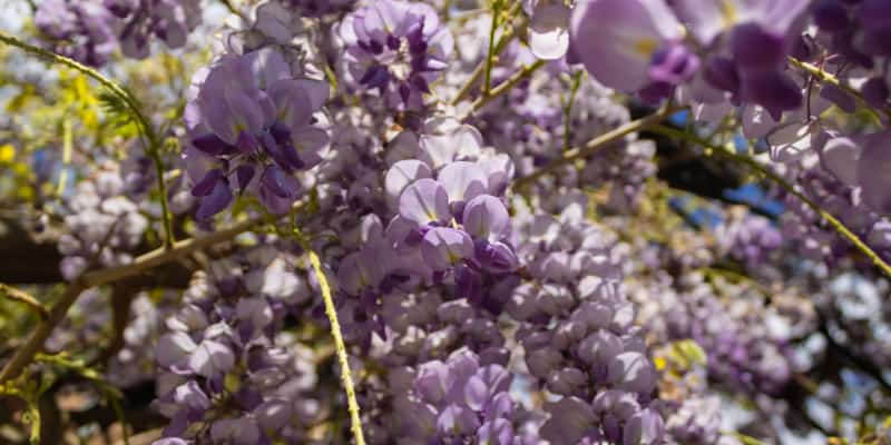 Growing Wisteria frutescens 'Amethyst Falls'