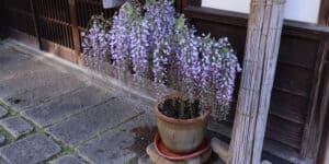Growing wisteria climbers in pots and containers, how to plant, prune and care for them
