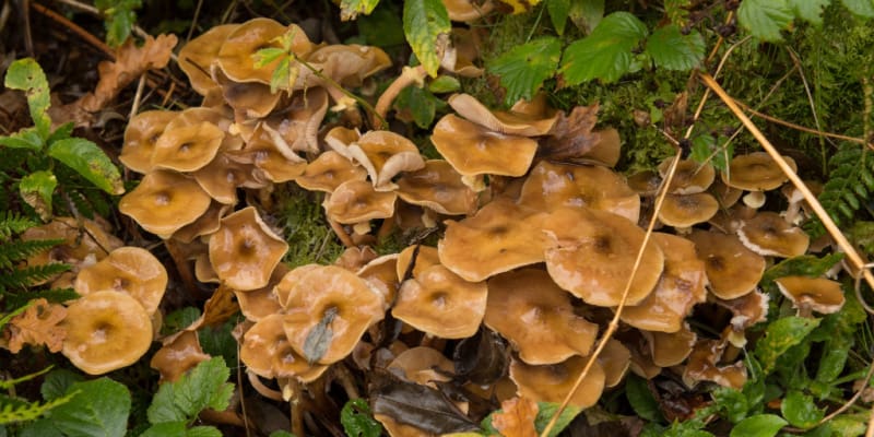 Honey Fungus - Treatment & Control