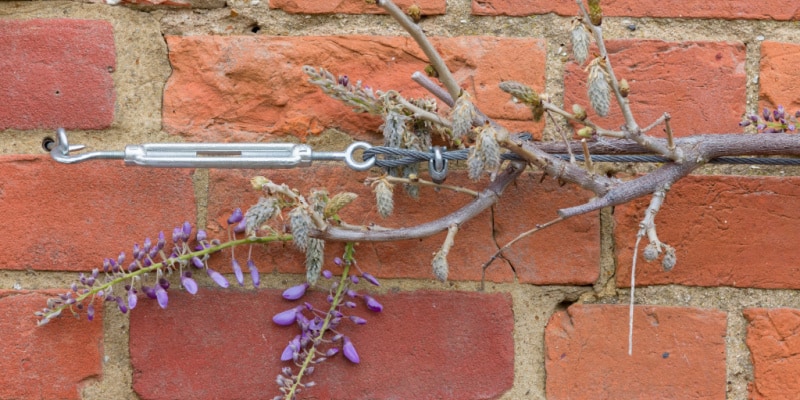 How and when to prune wisteria to encourage more flowers and control the size