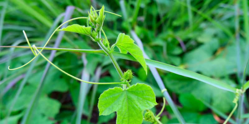 How to take cuttings from passion flowers