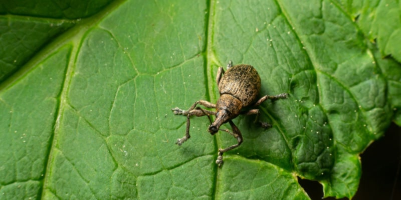 Identify and control Vine Weevil