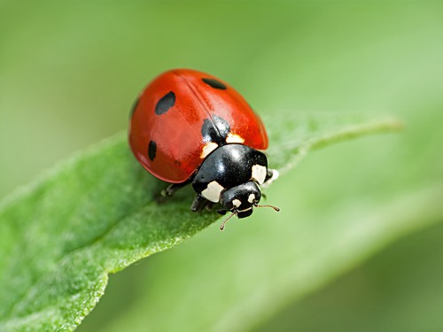 Ladybirds help to control scale insects as they feed on them