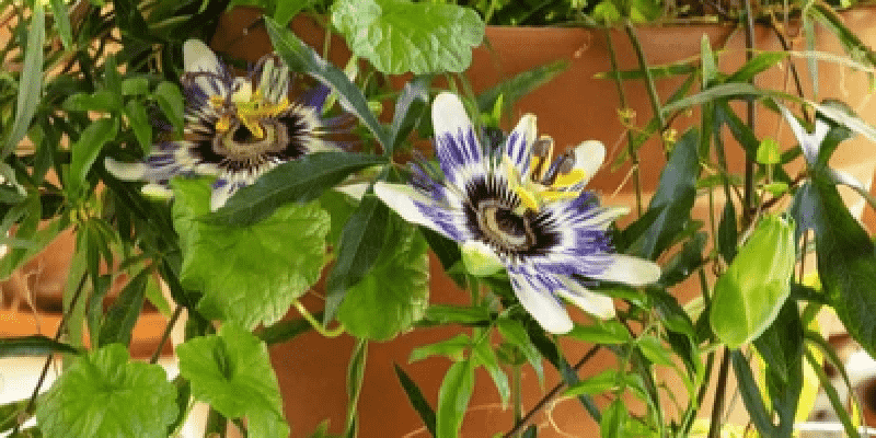 My guide to growing passion flowers in pots and containers both hardy and tender passion flowers indoors and outdoors
