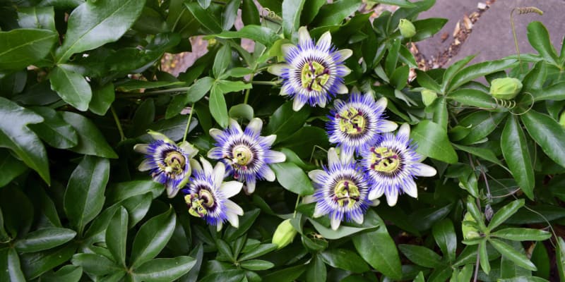Passiflora caerulea - Growing and caring for passion flowers