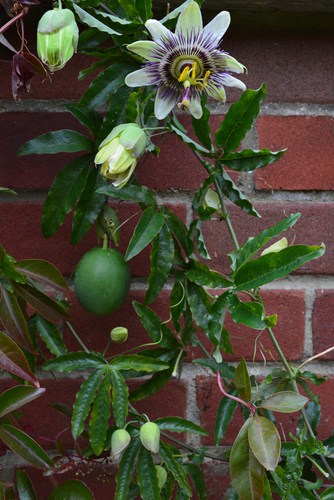 Passiflora edulis commonly known as passion fruit is edible and perfect for growing in pots