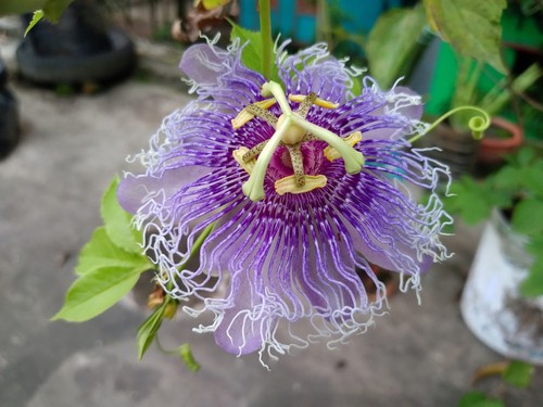 Passiflora incarnata passion flower a more tender variety ideal for greenhouses and conservatories
