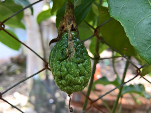 Passion flower disease that affects the fruit