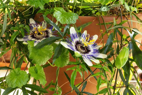 Passion flowers growing in full sun on a sheltered position