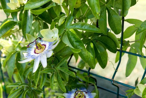 Passion flower growing up steel wire fence