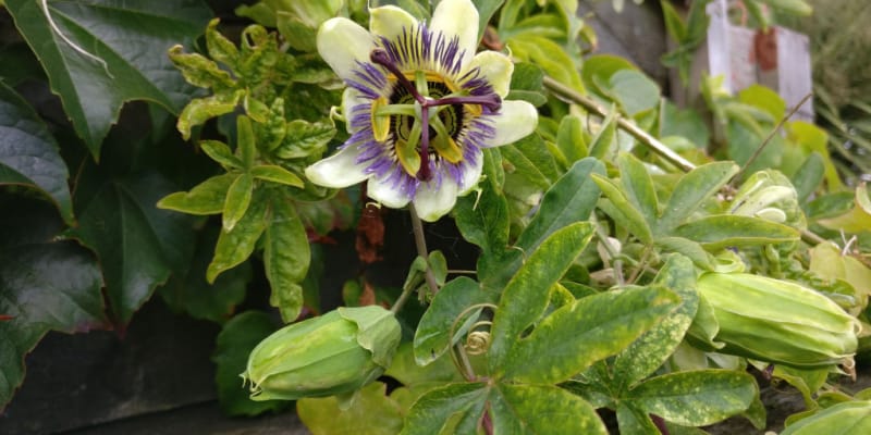 Passion flower can be attacked by pests that can effect the flowering stems and flowers