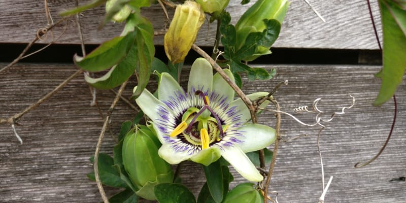 Passion flower problems are not that common and many relate to being planted in the wrong position or incorrect care.