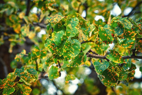 Rust disease is a very common disease that is hard to prevent.