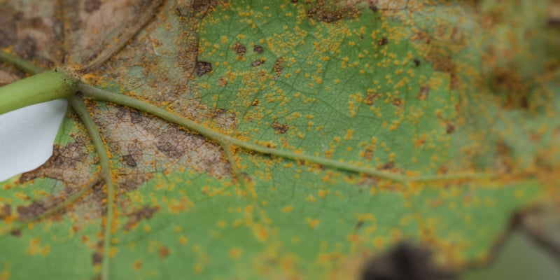 Rust disease on plants - prevention and treatment