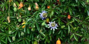 in this guide I explain how and when I prune my passion flowers which involves lightly pruning after flowering or pruning in spring harder.