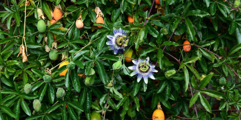 in this guide I explain how and when I prune my passion flowers which involves lightly pruning after flowering or pruning in spring harder.