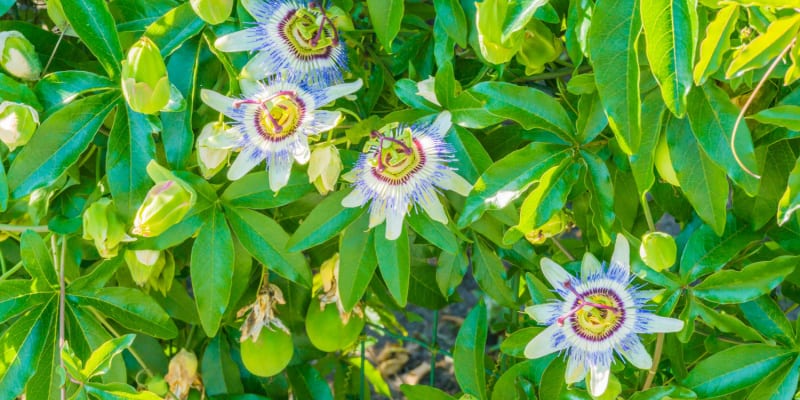 Passion flowering not blooming is usually related to the environment which can mean not enough sun but also incorrect pruning is a big cause as well as pests.